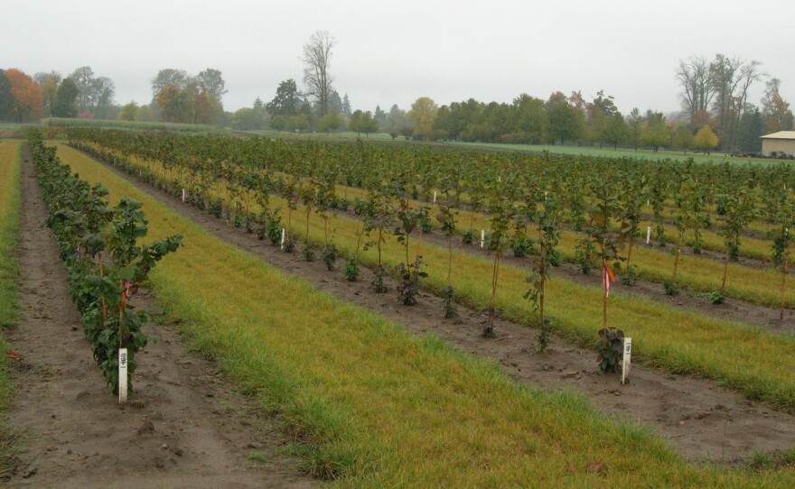 Oregon State University has been growing a variety of hazelnut trees over the years to develop blight-resistant breeds.