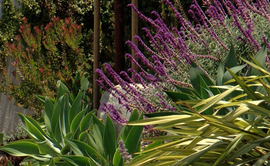 Helix purple flowers.jpg