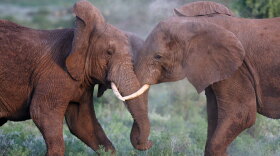 African elephants are expected to be at the center of a contentious debate about ivory sales at next week's CITES meeting. Delegates will try to resolve disputes about other animals, including bluefin tuna and hammerhead sharks.