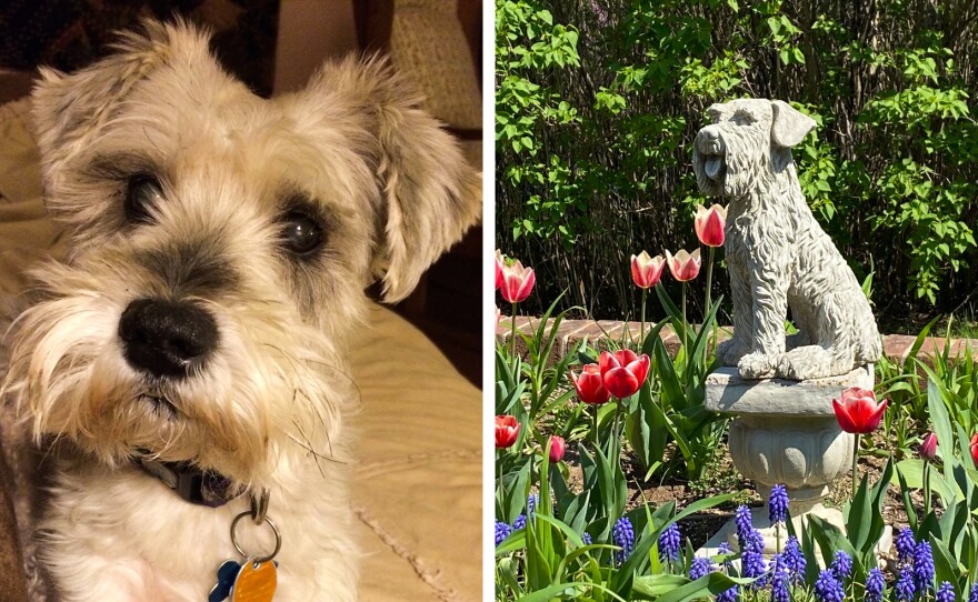 Left: Beth Fadely's miniature schnauzer, Bella. Right: A statue of a dog graces the Bella Blaine Rudy Memorial Flower Garden, which Fadely planted to commemorate her pet.