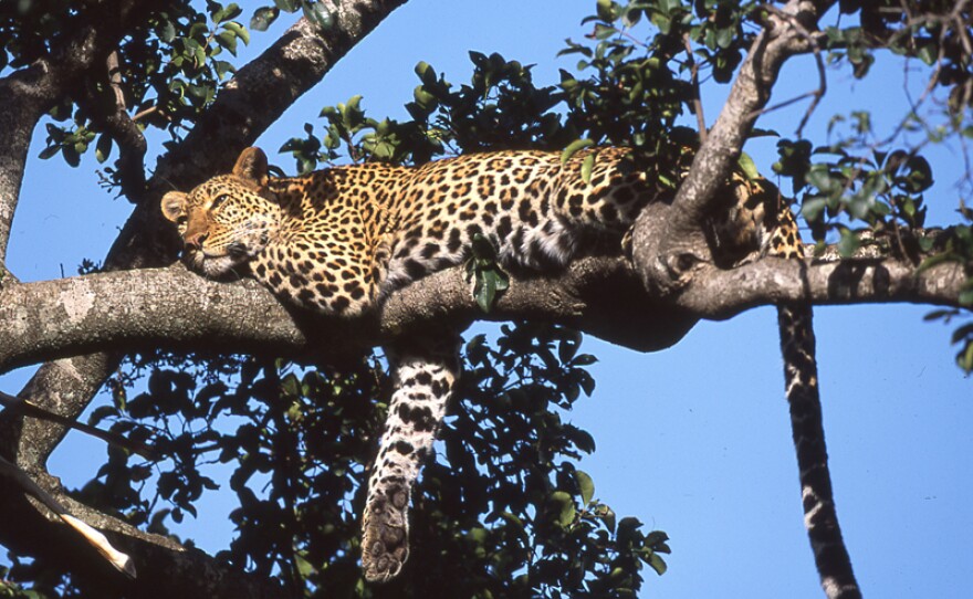 African leopard resting on tree branch with right paw dangling down.