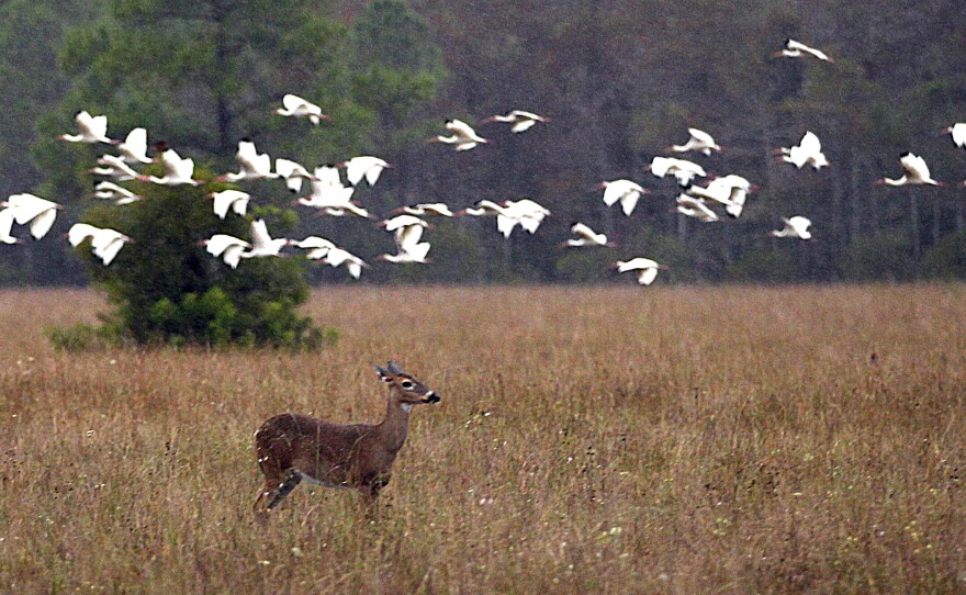 A deer and birds occupy the swampland in Big Cypress Swamp in in November 2011. Environmental groups are worried about the impact a seismic test — and subsequent oil exploration — might have on the animals in Big Cypress Wildlife Preserve.