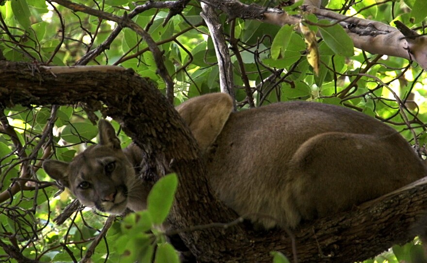 Mountain lion 38F perches in a tree before getting a tracking collar from the Santa Cruz Puma Project.