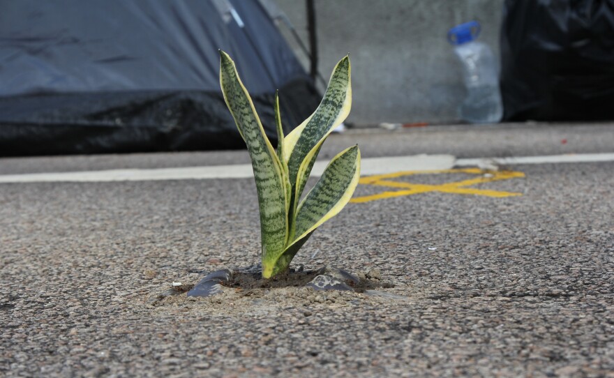 Like Hong Kong, the camp is intensely urban, but some protesters have tried to add a touch of green on Harcourt Road.