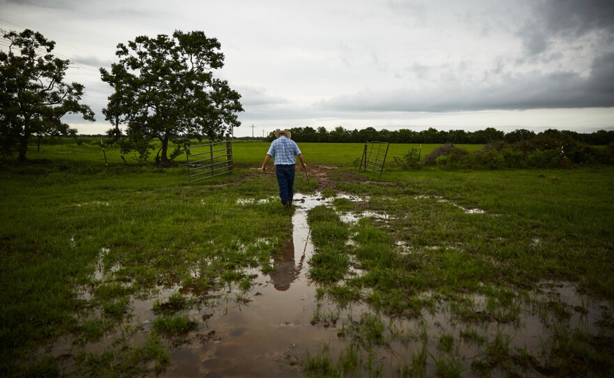 Chreene, now retired, walks on his cattle farm in Meaux.