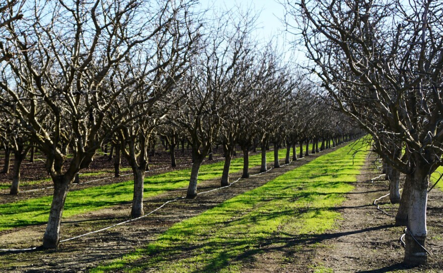 The cold temperatures that pistachio trees need to bloom on time are becoming more scarce as winters get warmer.