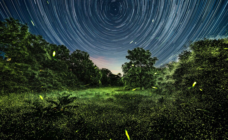 Fireflies outside Greenport, N.Y., in June. Both images were made at the exact same time but on opposite sides of a road. The experience of these, in-person, was the exact opposite of how they came out as pictures — something that is both wonderful and vexing about photography. The photos don't match at all, other from the cameras being 20 feet apart.