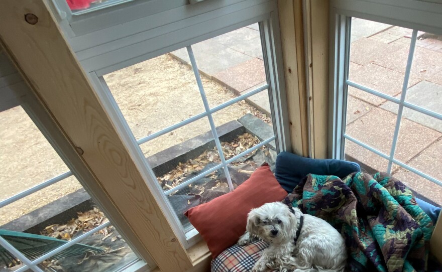 Buster the dog sits by a window in the community building of an Occupy Madison tiny home village in Madison, Wisconsin, in December, 2021. Unlike many homeless shelters, this community allows pets.