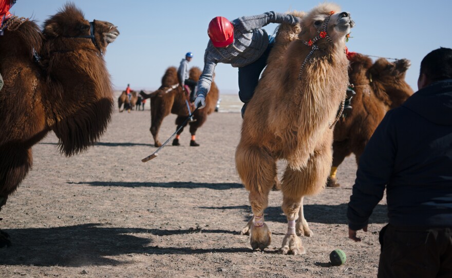 The game of camel polo is played with teams of four on the field, alternating possession of a rubber ball for six-minute sets.