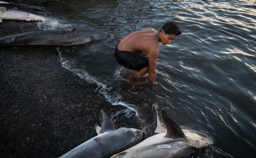 Various species of sharks — some of which are endangered while others are listed as vulnerable — are hauled on shore at dawn by commercial fishermen at the Tanjung Luar port on June 10, 2025, in East Lombok, Indonesia.