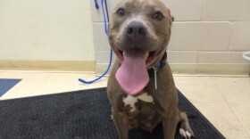 One of two pit bulls found on a sailboat off La Jolla Shores on Jan. 22, 2015. 
