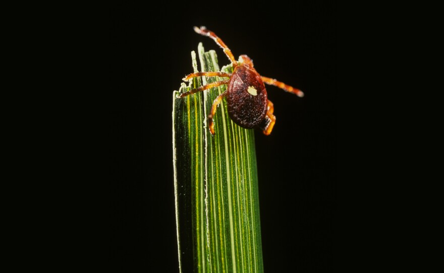 If you are bitten by a Lone Star tick, you could develop an unusual allergy to red meat. And as this tick's territory spreads beyond the Southeast, the allergy seems to be spreading with it.
