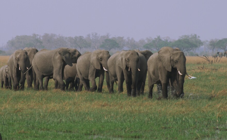 An elephant breeding herd on the move.