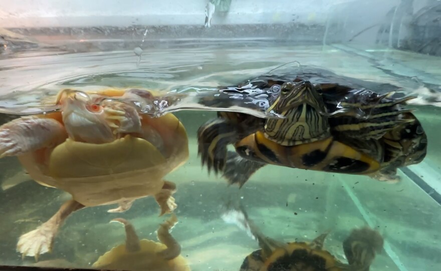 Two turtles swim in their enclosure at the EcoVivarium in Escondido, Calif. February 1, 2023.
