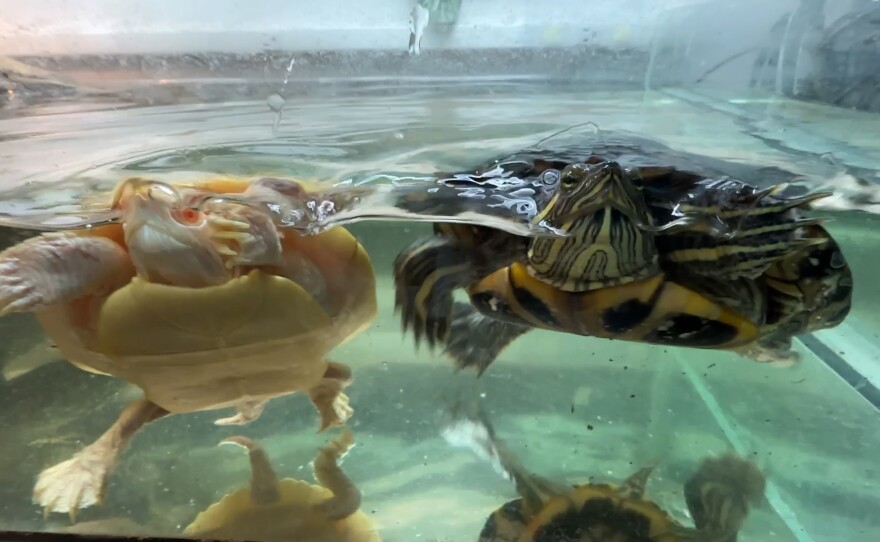 Two turtles swim in their enclosure at the EcoVivarium in Escondido, Calif. February 1, 2023. 