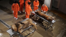 The scientists prepare to dissect a lion and tiger at London's Royal Veterinary College. From the outside, a lion and tiger look very different, but once their skins are removed, even the experts find it hard to tell them apart.