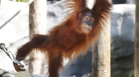 Menari, the critically endangered Sumatran orangutan, is seen climbing in her enclosure at the Audubon Zoo in New Orleans. The zoo announced Thursday that Menari is pregnant with twins.