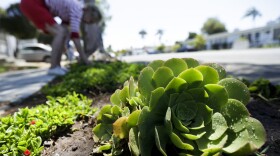 A woman works among drought-tolerant plants in her front yard in San Diego, July 9, 2014.