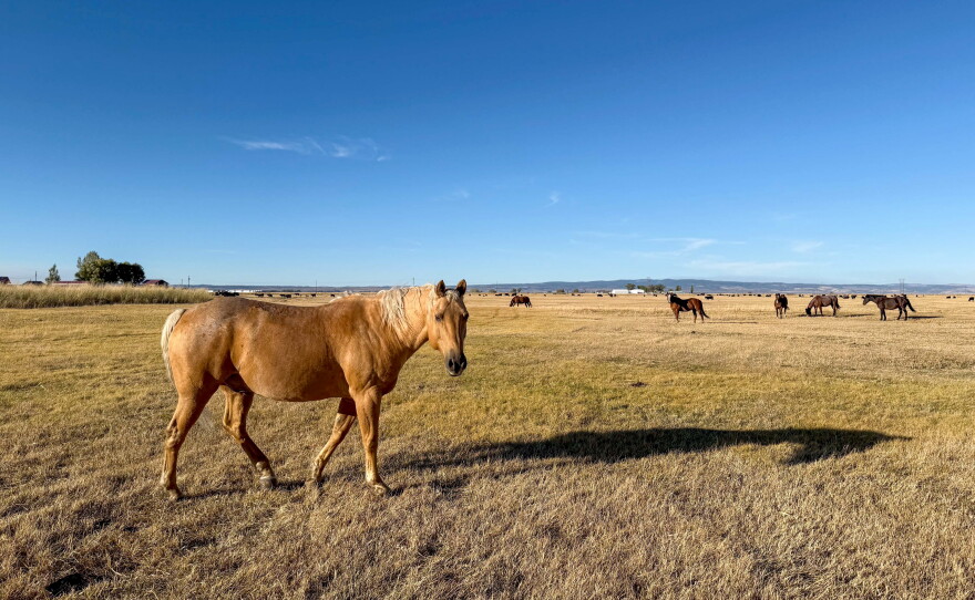 Sir Yukon Gold, or just Yukon – like the potato – is a 10-year-old palomino Quarterhorse gelding. He's grazing with the other Baltzor geldings in a field south of Hines, Oregon.