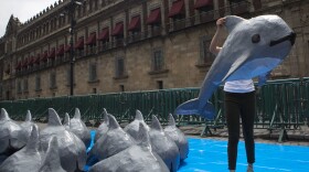 A young woman with the World Wildlife Fund carries a papier mache replica of the critically endangered porpoise known as the vaquita marina, during an event in front of the National Palace in Mexico City, July 8, 2017. 