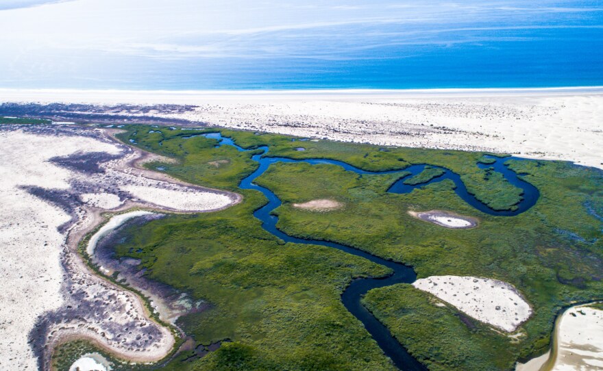 An undated photo of the Benito Sanchez Rojo mangroves near La Paz.