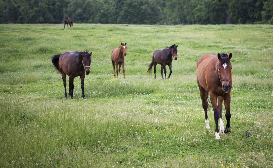 With retraining, many ex-racehorses can move on to successful second careers in sport riding, jumping and dressage. Some have slight injuries but still excel on the trail.