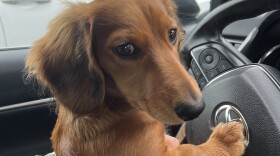 <strong>Maple loves adventures, belly rubs and getting into trouble </strong>with human Katie Monteleone, a producer for the TED Radio Hour.