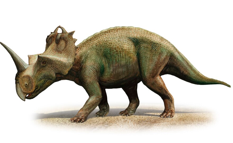 Scientists in Canada have diagnosed malignant cancer for the first time in a dinosaur, a <em>Centrosaurus apertus</em> from 76 to 77 million years ago.