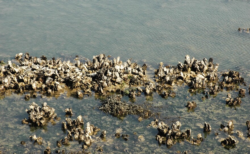 Pacific Oyster Reef