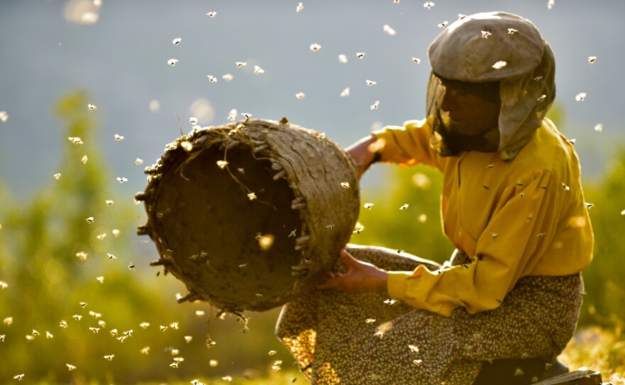 Beekeeper Hatidze Muratova lives in a ruggedly mountainous area of Macedonia. She has a simple rule: When you harvest honey, you only take half — and leave the other half for the bees.