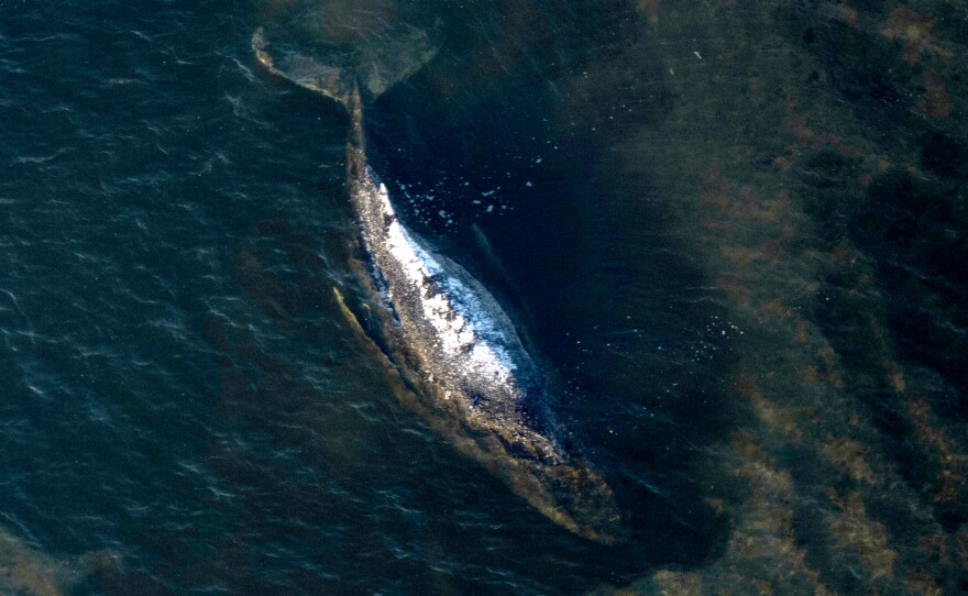 FILE - The humpback whale lays in a washed-out tub off the island of Poel, Germany, April 22, 2026. (Philip Dulian/dpa via AP, File)