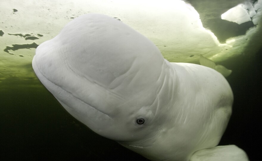 A different beluga whale swims under ice at the Arctic Circle dive center in northern Russia.