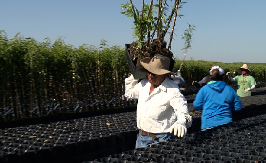 A man loads trees at Dave Wilson Nursery, located near Modesto, Calif.