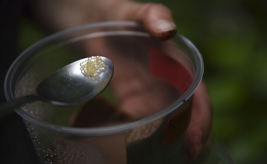 Cody Gilbertson lifts Chittenango ovate amber snails eggs out of their terrarium with a spoon to place them into their new waterfall habitat.