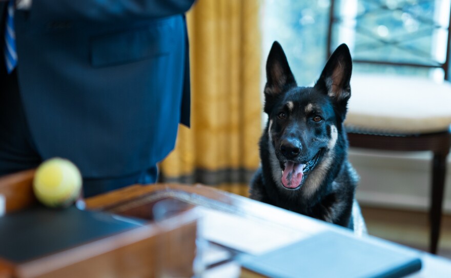 Major Biden, pictured in the Oval Office on March 4, reportedly received remedial training while staying at the family's Delaware residence in mid-March. He and fellow German shepherd Champ Biden were confirmed back at the White House on Wednesday.