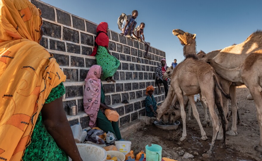 Camels drink from a water tank that once irrigated a community farm in Kourtemale, Djibouti. The country's Great Green Wall department installed a borehole and pump to bring water to the tanks, allowing the farm to flourish. But after the pump broke, nobody came to fix it. The land rapidly reverted to desert.