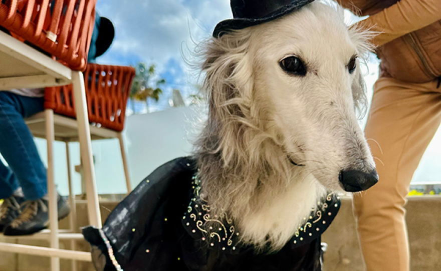 Barks and Boos Yappy Hour