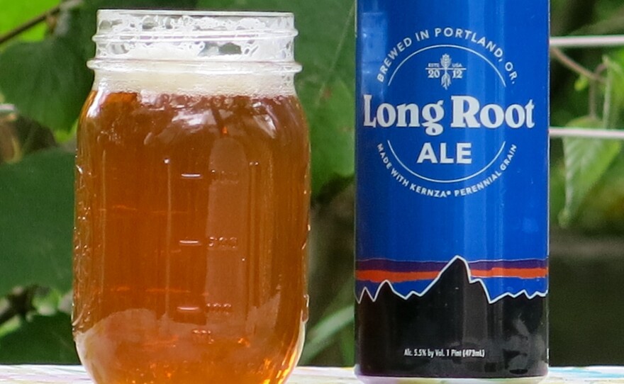 Long Root Ale is a new beer made by Hopworks Urban Brewery, in Portland, Oregon, and Patagonia Provisions, a subsidiary of the Patagonia outdoors brand. It is the fist commercially available product to use Kernza.