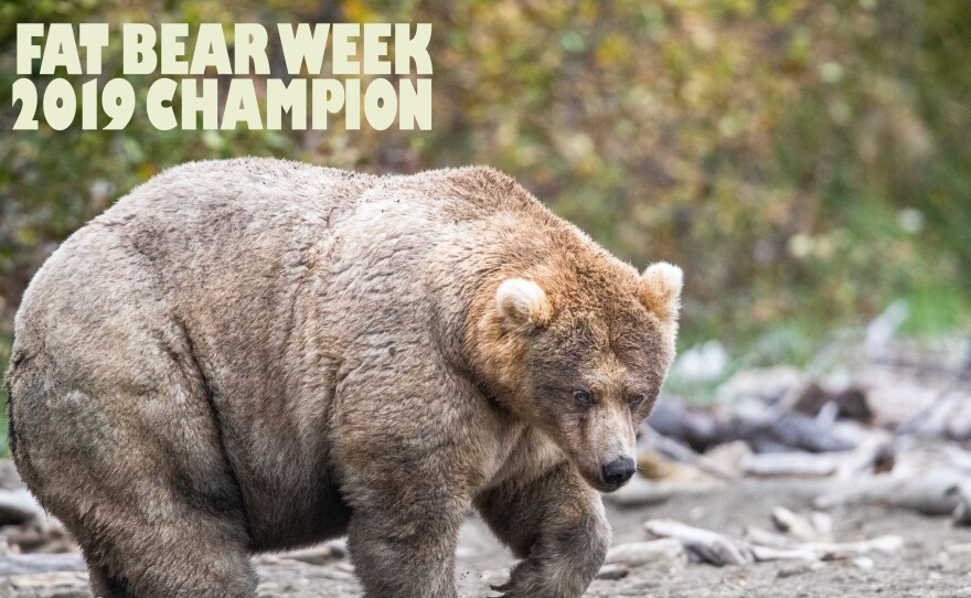 "Holly" is the winner of this year's Fat Bear Week.
