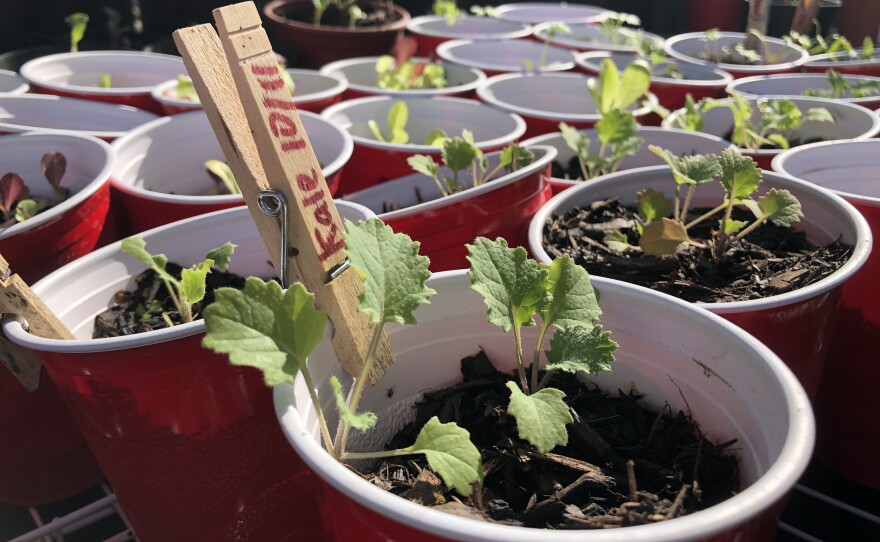 Kale seedlings grow inside of red plastic cups alongside other fruits and vegetables, Dec. 6, 2021.