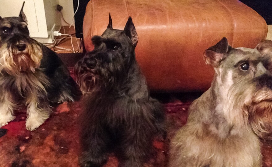 Jamie Cherry's miniature schnauzers Calvin, Hugo and Maxwell.