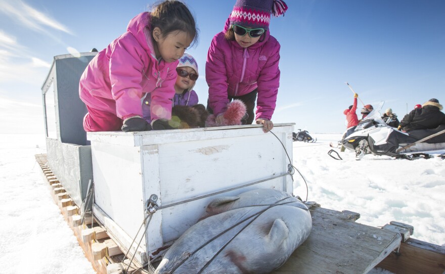 On the back of a traditional sled (called a qamutik) on the sea ice, the Naqitarvik cousins Isabelle, 6, Julie, 4, and Violet, 8, admire a ringed seal caught by a family member. The girls were accompanying their families on a camping trip to ancestral hunting grounds at a place known as Nuvukutaak.