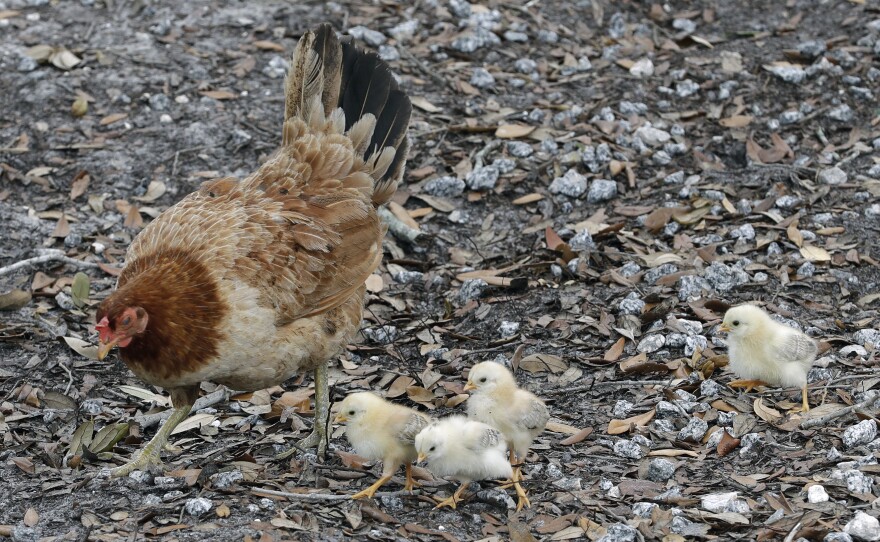 A chicken looks for food with her chicks June 3, 2020, in Tampa, Fla. The Centers for Disease Control and Prevention is warning people to refrain from snuggling with backyard poultry, citing concerns about spreading salmonella.
