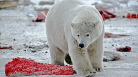 A polar bear surrounded by discarded bowhead whale meat.
