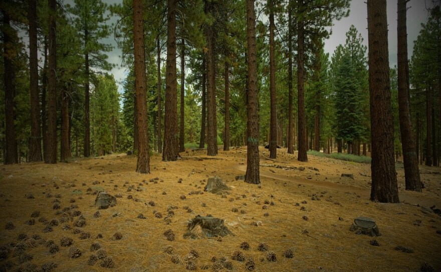 Stumps remain where the U.S. Forest Service thinned trees in one of its project areas to decrease the threat of wildfire. July 26, 2022.