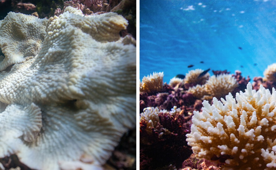 In 2023, a marine heat wave hit Palmyra Atoll, causing the corals to bleach. Some of Palmyra's reefs have recovered strongly since, while others have been slower to bounce back.