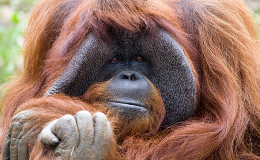 Chantek in Zoo Atlanta. This is the incredible story of Chantek, the orangutan raised as a human child on an American university campus during the 70s and 80s. Taught to speak in sign language, he is now living among his own kind at Zoo Atlanta, although he describes himself as an “orangutan person.”