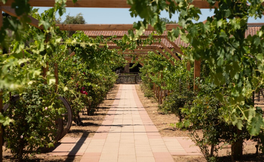 A pathway through the vineyard at the Deer Park Winery & Auto Museum is shown on June 27, 2024.