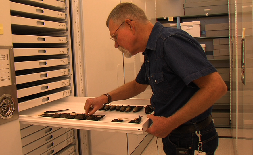 Philip Unitt, curator of birds and mammals at the San Diego Natural History Museum, looks through the library of bird specimens, January 12, 2015.