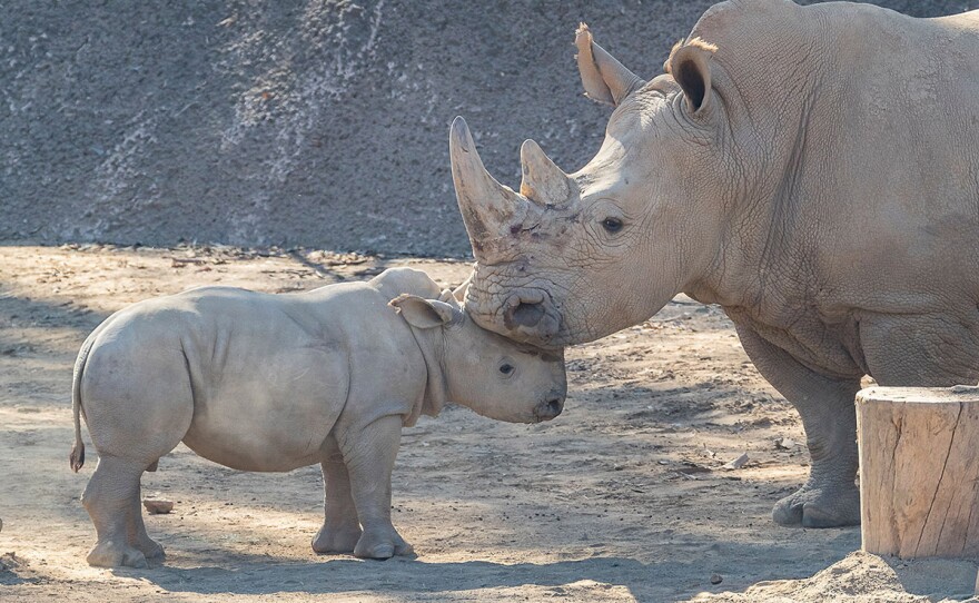 Edward, a10-week-old southern white rhino calf at the San Diego Zoo Safari Park, interacts with Helene, an adult female rhino in their enclosure. 